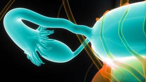 Kadınlarda Fallop Borularına (Tüplere) Ait Kısırlık Nedenleri