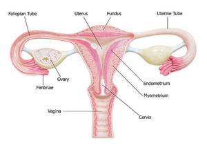 Kadınlarda Rahmin Endometrium Tabakasına Ait Kısırlık Nedenleri