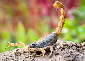 akrep sokması nasıl olur