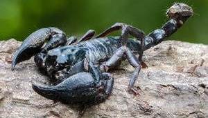 akrep sokması öldürür mü