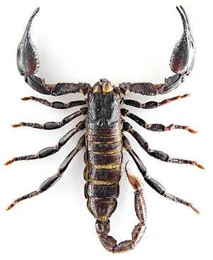 akrepleri engellemek için alınabilecek önlemler