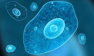 amipli dizanteri nedir entamobea histolytica